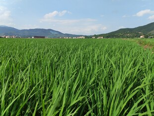 翠绿稻田 远山蓝天美景