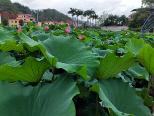 夏日荷塘绿意盎然