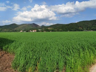 广袤绿野与远山蓝天