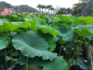 夏日荷塘绿意盎然