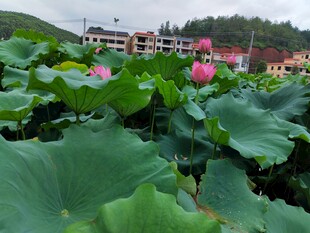 夏日荷塘绿意盎然