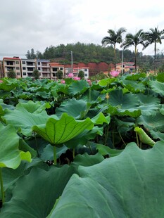 荷塘绿意 远处建筑与绿树