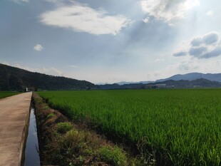 乡间田野小路 绿意盎然