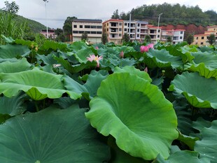 夏日荷塘 绿意盎然的美景