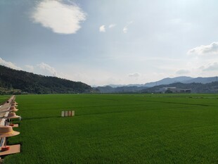 广袤绿野风光