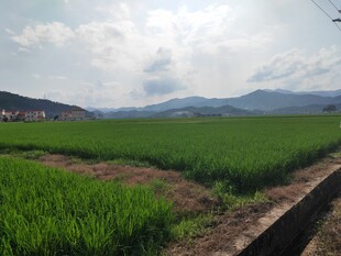 田园绿野风光