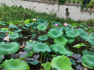 夏日荷塘 莲叶荷花相映趣