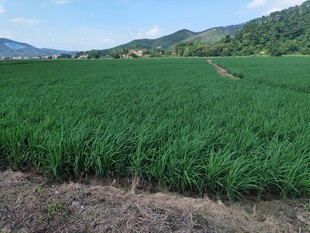 广袤绿色农田景观