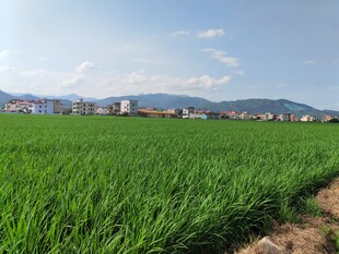绿色稻田风光