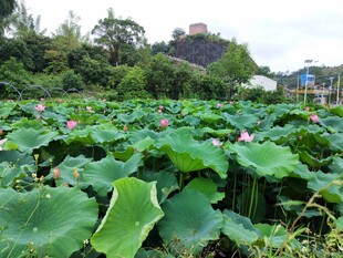 夏日荷塘 莲叶何田田