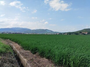 田园绿野风光