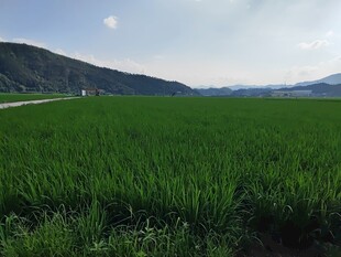 广袤绿野与远山共绘美景