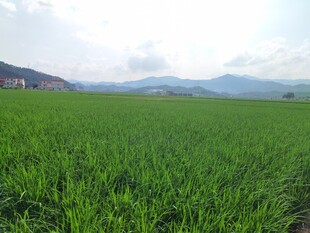 广袤绿野 远山相伴