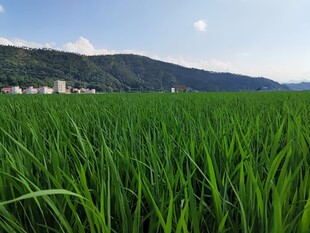 翠绿稻田与远山蓝天美景