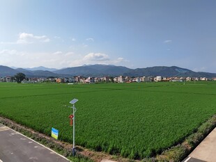 田园风光下的翠绿稻田