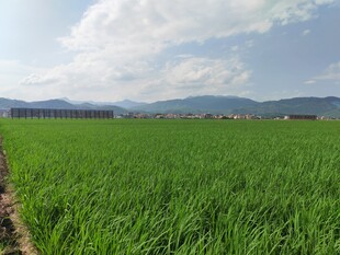 翠绿田野与远山风光