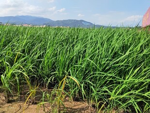 翠绿稻田 田园好风光