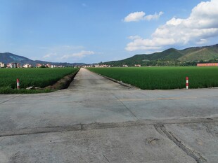 乡村水泥路 绿野入远景