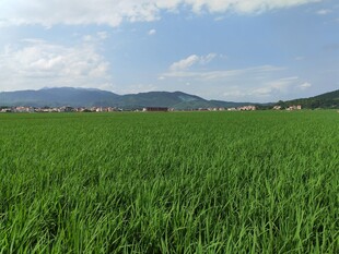 广袤绿野 远山蓝天相衬