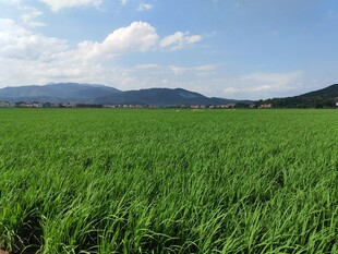 广袤绿野 远山相伴