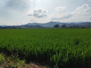 广袤绿野中的田园风光