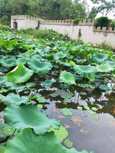 荷塘绿意浓