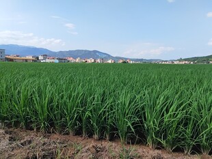 广袤葱郁的田间甘蔗景观