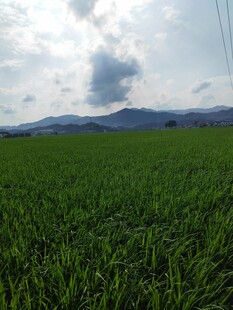 广袤绿野 天际云影相伴