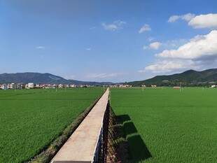田园风光中的乡间小道