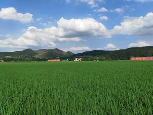 广袤绿野与远山蓝天