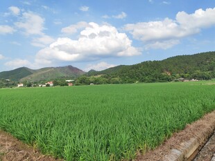广袤绿野与远山蓝天