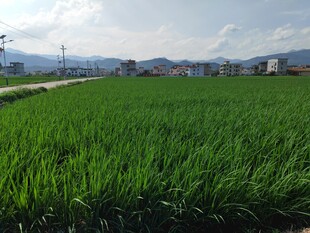 广袤绿色稻田田园风光