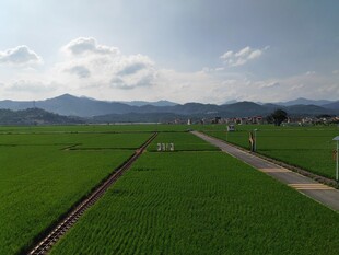 田园风光中的铁轨与绿野