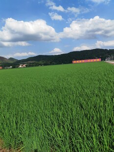 广袤绿野风光
