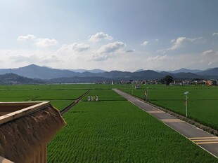 田园风光中的宽阔绿色田野