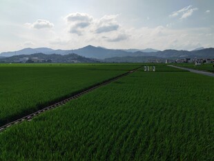 广袤稻田与远山美景