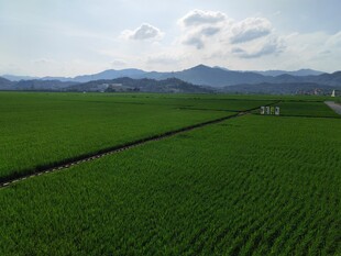 广袤绿野 远山相伴