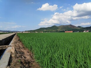 田园风光中的葱郁稻田