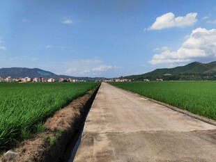 乡间水泥路穿行绿色田野