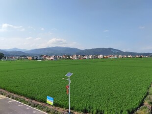 田园风光中的翠绿农田