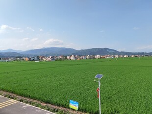 田园风光中的道路与田野