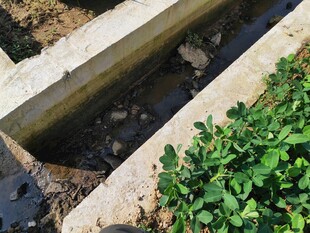 户外绿植旁的水泥排水槽