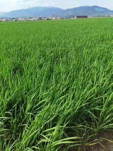 翠绿稻田 田园风光美景