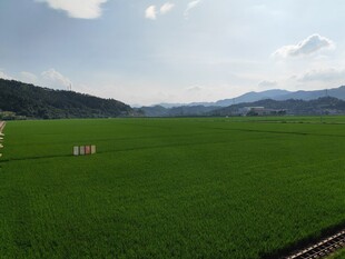广袤绿野 远山相伴