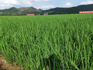 翠绿稻田与远山美景