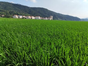 翠绿田野与远山风景