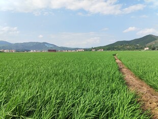 绿野小径 田园风光无限