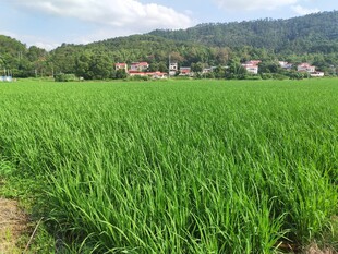 翠绿稻田与远山村落美景