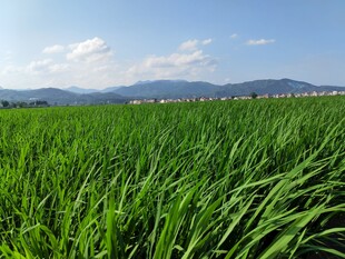 翠绿田野 远山蓝天美景