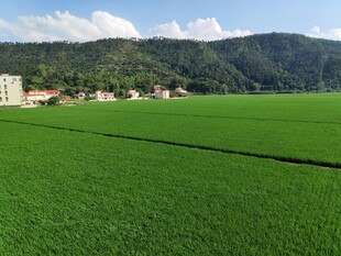 绿色田野与远山美景